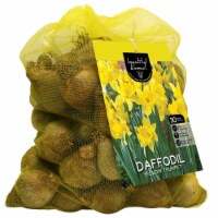 Get Into Gardening Daffodil Yellow