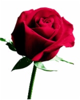 Red Rose