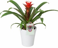 4-inch Bromeliad Potted Plant - Assorted Perspective: Main