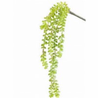 CS9525-GR 19 in. Sedum Vina Green- Case of 12