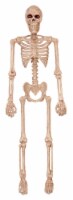 Holiday Home Spooky Skeleton Perspective: Main