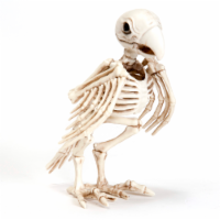 Holiday Home® Parrot Skeleton - Cream Perspective: Main