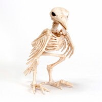 Holiday Home® Raven Skeleton - Cream Perspective: Main