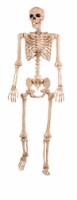 Holiday Home® Pose-N-Stay Skeleton - Cream Perspective: Main