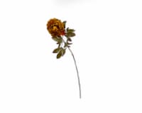 HD Designs Autumn Peony Decor - Mustard
