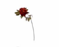 SilkCraft Artificial Autumn Peony - Wine