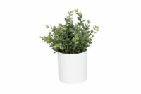 HD Designs Potted Buxus - White Perspective: Main