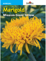 Burpee Mission Giant Marigold Seeds Perspective: Main