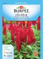 Burpee Fresh Look Red Celosia Seeds Perspective: Main