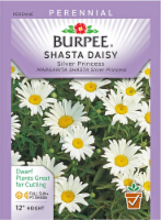 Burpee® Shasta Daisy Silver Princess Seeds - White/Yellow Perspective: Main