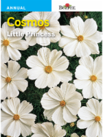 Burpee® Cosmos Little Princess Seeds Perspective: Main
