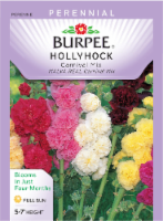 Burpee Carnival Mix Hollyhock Seeds Perspective: Main