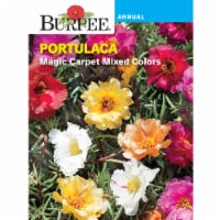 Burpee® Magic Carpet Mix Portulaca Seeds Perspective: Main