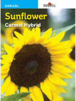 Burpee Sunflower Carmel Hybrid SeedsBurpee Sunflower Carmel Hybrid Seeds Perspective: Main