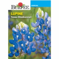 Burpee® Texas Bluebonnet Luine Seeds Perspective: Main