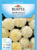 Burpee Snowball Hybrid Marigold Seeds Perspective: Main