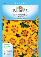 Burpee® Marigold Jaguar Seeds Perspective: Main