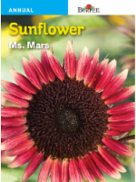 Burpee Sunflower Ms. Mars Seeds - Multi-Color Perspective: Main
