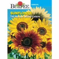 Burpee Sunflower Tall Border Mix Seeds Perspective: Main