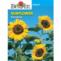 Burpee® Sunshine Sunflower Annual Seeds Perspective: Main