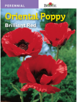 Burpee Oriental Poppy Seeds Perspective: Main