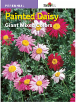 Burpee® Mixed Painted Daisy Seeds Perspective: Main