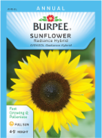 Burpee Radiance Hybrid Sunflower Seeds Perspective: Main