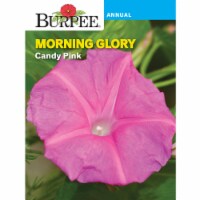 Burpee Morning Glory Candy Pink Seeds Perspective: Main