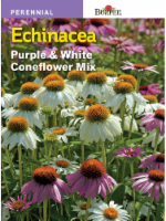 Burpee Purple and White Coneflower Mix Echinacea Seeds Perspective: Main