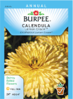 Burpee Calendula Lemon Cream Seeds - Yellow Perspective: Main