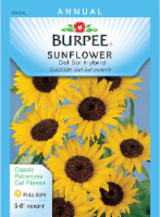 Burpee Del Sol Hybrid Sunflower Seeds Perspective: Main
