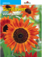 Burpee® Velvet Queen Seeds Perspective: Main
