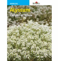 Burpee® Alyssum Carpet of Snow Seeds Perspective: Main