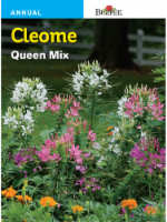 Burpee® Cleome Queen Mix Perspective: Main