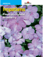 Burpee Impatiens Flavours Hybrid Blueberry Seeds Perspective: Main