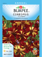 Burpee Roulette Coreopsis Seeds Perspective: Main