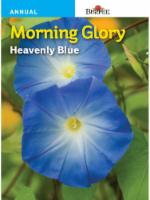 Burpee® Morning Glory Heavenly Blue Seeds