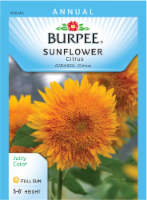 Burpee® Citrus Sunflower Seeds Perspective: Main