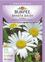 Burpee® Alaska Shasta Daisy Seeds Perspective: Main