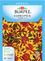 Burpee® Mardi Gras Coreopsis Seeds Perspective: Main