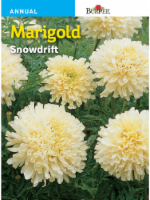 Burpee Snowdrift Marigold Seeds Perspective: Main
