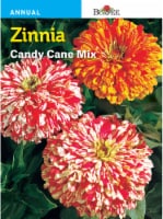 Burpee® Zinnia Candy Cane Seeds Mix Perspective: Main