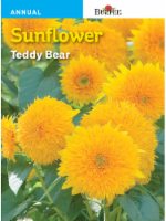 Burpee® Teddy Bear Sunflower Seeds - Yellow Perspective: Main