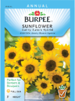 Burpee Sunny Bunch Sunflower Seeds Perspective: Main