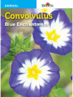 Burpee Convolvulus Blue Enchantment Seeds Perspective: Main