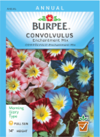 Burpee Enchantment Mix Convolvulus Seeds Perspective: Main