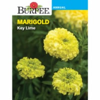 Burpee® Key Lime Marigold Seeds Perspective: Main