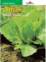 Burpee Paris White Lettuce Seeds Perspective: Main