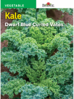 Burpee Dwarf Blue Curled Vates Kale Seeds - Blue Perspective: Main