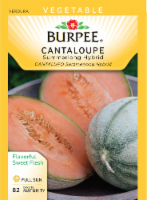 Burpee Summerlong Hybrid Cantaloupe Seeds Perspective: Main